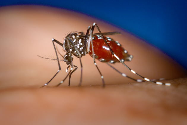 Female Aedes albopictus mosquito as she was feeding on a human host. Courtesy of the Public Health Image Library, Centers for Disease Control and Prevention.